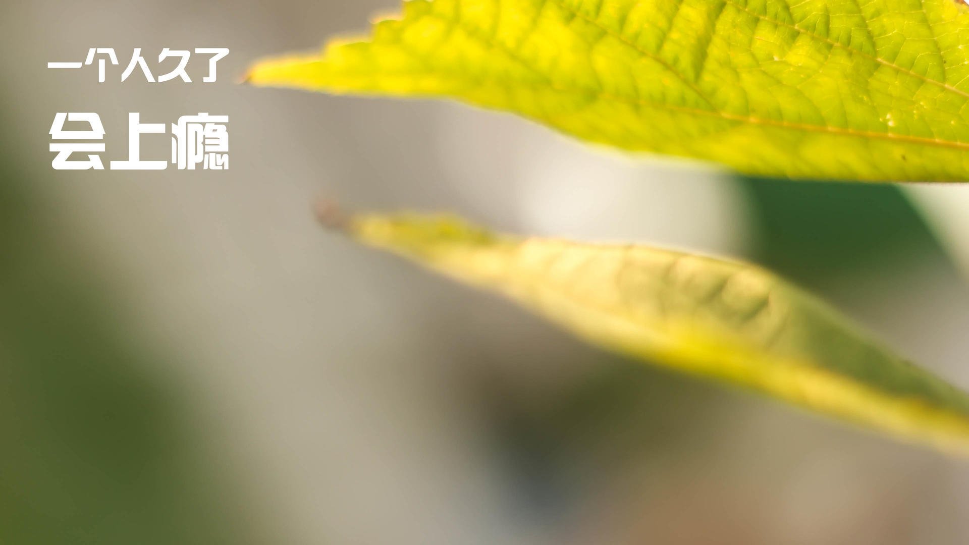 F1新赛季揭幕战与足球焦点战，速度与战术的双重盛宴