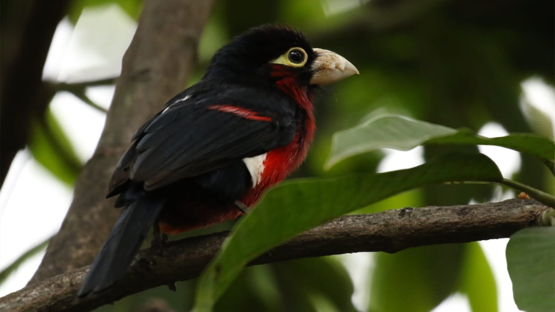 加纳铁壁锁银河战舰,莱奥一剑封喉定乾坤—非洲足球哲学对欧洲霸权的战术解构